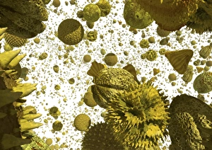 Plant Reproduction Drucke: Pollen grains, artwork