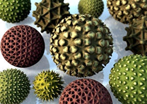 Pollen Grain Morphology Drucke: Pollen grains, computer artwork
