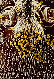 Pollen Transfer Mechanism Drucke: Pollen on head of honeybee
