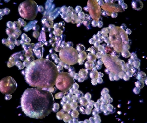 Light Microscopy Images Drucke: Pollen, light micrograph