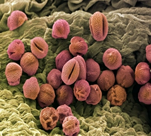 Pollen Grains SEM Drucke: Pollen, SEM