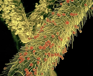 Pollen Transfer Mechanism Drucke: Pollen on stink bug, SEM