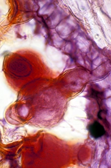 Light Microscopy Images Drucke: Pollen tube, light micrograph
