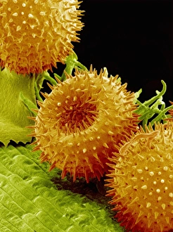 Pollen Grains Drucke: Pollination