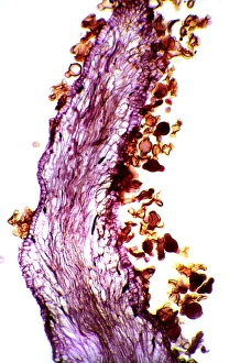 Plant Reproduction Biology Drucke: Pollination, light micrograph