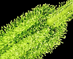 Drucke von Die Befruchtung. Farbige Scanning-Elektronen-Mikroskopaufnahme (SEM) einer Teile der Blütenpistil mit Pollengranulaten befestigt Bilder Datiert 2007 Oktober: Befruchtung, SEM