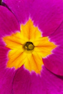 Flower Macro Photography Drucke: Polyanthus