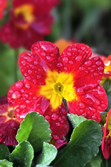 Spring Flowering Plants UK Drucke: Polyanthus (Primula variabilis)