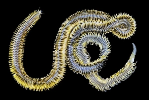Marine Annelid Worms Drucke: Polychaete marine worm