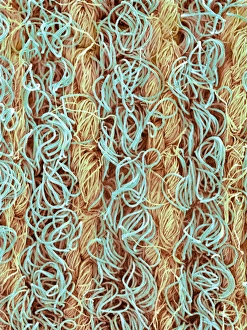 Coloured SEM Micrograph Drucke: Polycotton fabric, SEM