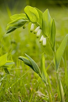 Polygonatum Odoratum Drucke: Polygonatum odoratum