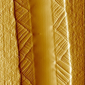 Polymervilmläufer, AFM