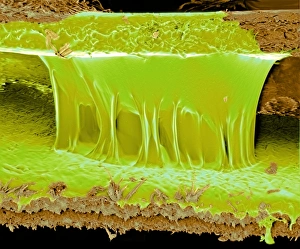 Drucke von Polyuranschlussmittel. Farbiger Rasterelektronenmikroskopaufnahme (SEM) von Polyuran-Schleifmittel zwischen zwei Oberflächen Bilder Datiert 2002 Oktober: Polyyur Ethanharzkleber, SEM