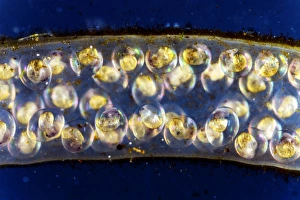 Drucke von Pondnudel-Ei-Mass. Lichtmikroskopische Abbildung einer Anzahl großer Pflanzennudeln (Lymnaea stagnalis) Eier (gelbe Blöcke), umgeben von einem weichen Massen (horizontal) Bilder Datiert 2009 November: Bachringsnägel Ei-Mass, Lichtmikroskopie