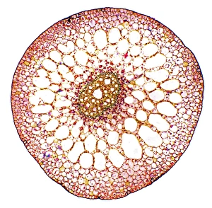 Light Microscope Images Drucke: Pondweed stem, light micrograph