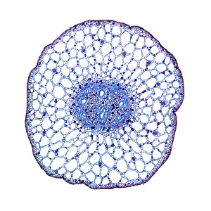 Drucke von Der Stängel von Pflanzengraswurz. Lichtmikroskopische Abbildung einer Schnittstelle durch den Stiel eines Pflanzengras (Potamogeton sp.)-Pflanzen Bilder Datiert 2010 September: Wasserfarnstengel, Lichtmikroskopbild