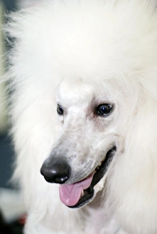 Canine Portrait Photography Drucke: Poodle
