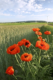 Wind Farm Landscape Drucke: Poppies in a field
