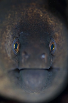 Ocean Wildlife Photography Drucke: Portrait of a giant moray eel