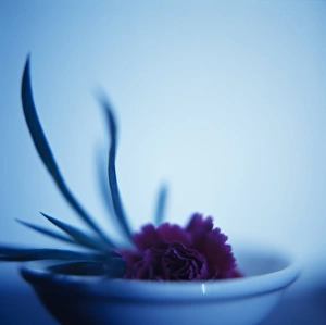 Dried Flower Arrangement Drucke: Pot-pourri