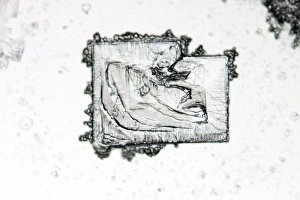 Light Microscopy Images Drucke: Potassium iodide crystals, micrograph C016 / 3119