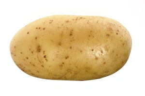 Drucke von Kartoffel (Solanum tuberosum) sind ein unterirdischer Teil der Pflanze, eine Struktur namens Tubus die Ersparnisse von Stärke speichert, einen Typ Kohlenhydrat Bilder Datiert 2010 Dezember: Potato
