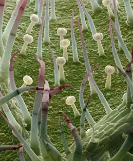 Drucke von Kartoffelblatt. Farbige Rasterelektronenmikroskopaufnahme (SEM) der Oberfläche eines Kartoffelblatts (Solanum tuberosum). Es ist mit Haarähnlichen Wachstümmen, den Trichomen bedeckt Bilder Datiert 2007 Juni: Kartoffelblatt, SEM