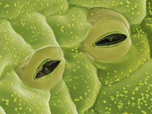 Drucke von Potato-Stomaten. Scanningelektronenmikroskopaufnahmen von offenen Stomaten auf einer Kartoffelblätterlebe (Solanum tuberosum) Bilder Datiert 2013 April: Kartoffelblattstomaten (SEM)