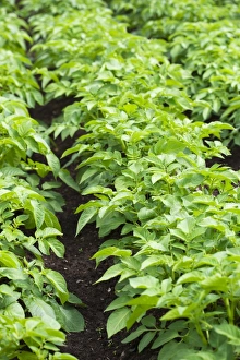 Potato Field Drucke: Potato plants in a vegetable patch