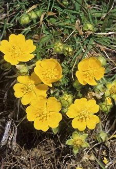Wildflowers UK Drucke: Potentilla aurea