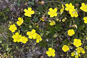 Spring Blooming Wildflowers Drucke: Potentilla tabernaemontani