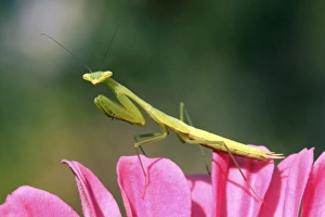 Praying Mantis Images Drucke: Praying mantis
