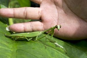 Malaysian Wildlife Images Drucke: Praying mantis C013 / 4970