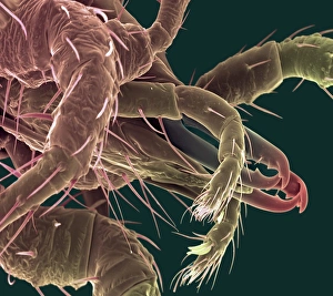Scanning Electron Micrograph SEM Drucke: Predatory mite, SEM