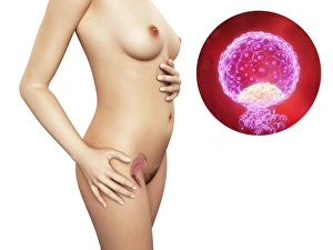 Human Embryo Development Drucke: Pregnancy - implanted blastocyst, artwork F006 / 2436