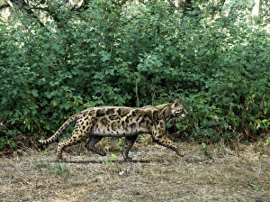 Bilder Datiert 16. August 2011: Urheberrechtloses Katzenfossilkunstwerk