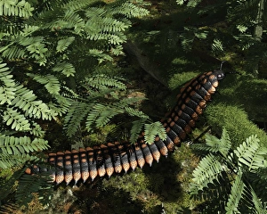 Bilder Datiert 19. Dezember 2012: Vorgeschichtlicher Millipedus im Kunstwerk