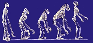 Drucke von Die Primatenevolution: Historische Kunstwerke mit verschiedenen Skelettpräparaten verschiedener Affenarten zeigen ihre evolutionären Ähnlichkeiten und Unterschiede Bilder Datiert 2006 Mai: Primatenevolution