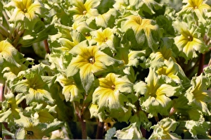 Primrose Flower Drucke: Primrose (Primula Francesca )