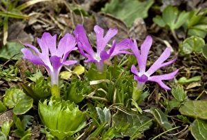 Italian Flora Drucke: Least primrose (Primula minima)