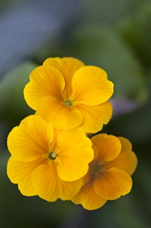 Angiosperm Images Drucke: Primrose (Primula polyanthus)