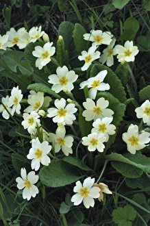 Primrose Flowers Drucke: Primrose (Primula sp. )