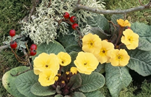 Lichen Covered Trees Drucke: Primroses