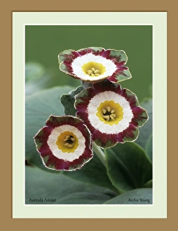 Vintage Flower Prints Drucke: Primula auricula Astolat