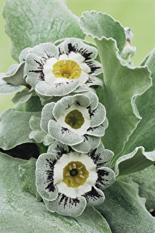 Mountain Meadow Blooms Drucke: Primula auricula Ludlow