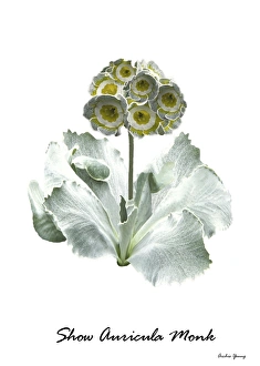 Primula Auricula Drucke: Primula auricula Monk