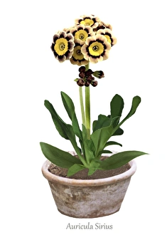 Auricula Flower Drucke: Primula auricula Sirius