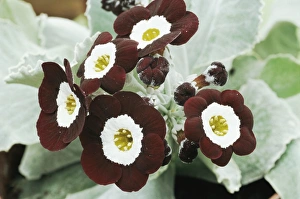 Primula Auricula Drucke: Primula auricula The Snods
