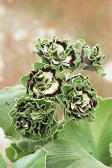 Primula Auricula Drucke: Primula auricula Sword