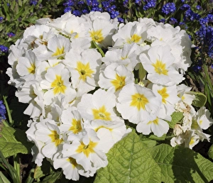 British Spring Flowers Drucke: Primula Crescendo White